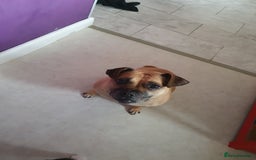 Mixed Breed dogs for sale: Pug cross staff and a bit of rottweiler  - Image 2
