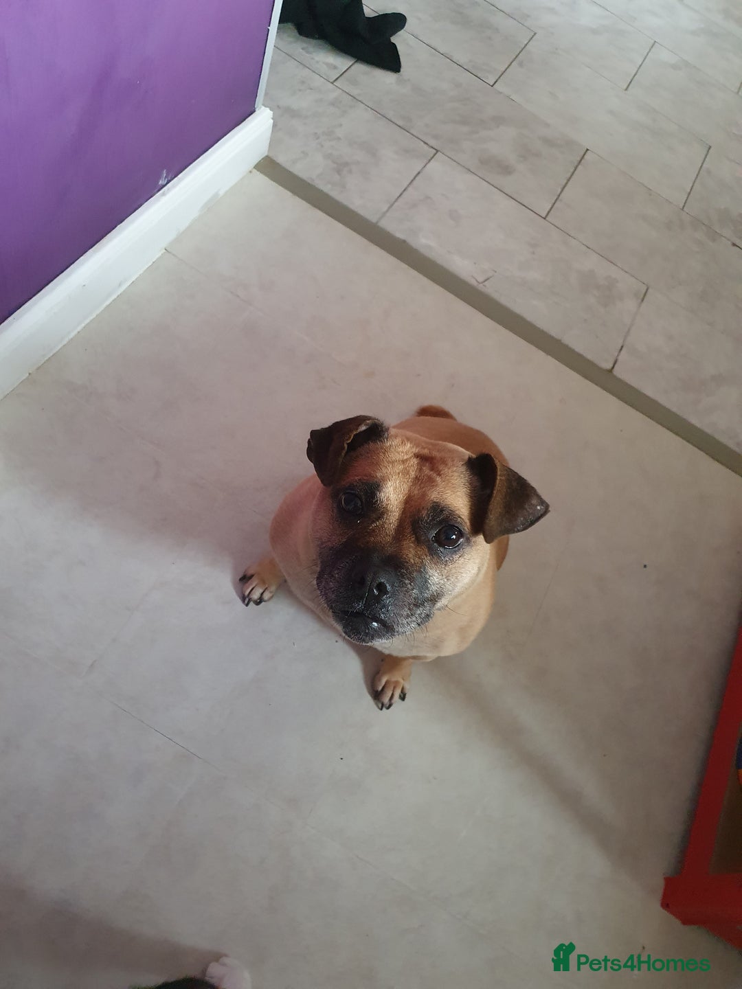 Mixed Breed dogs for sale: Pug cross staff and a bit of rottweiler  - Image 2