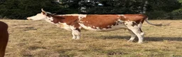 Cows & Bulls livestock for sale: Jersey cow and two Hereford X, 1 with calf at foot - Advert 3