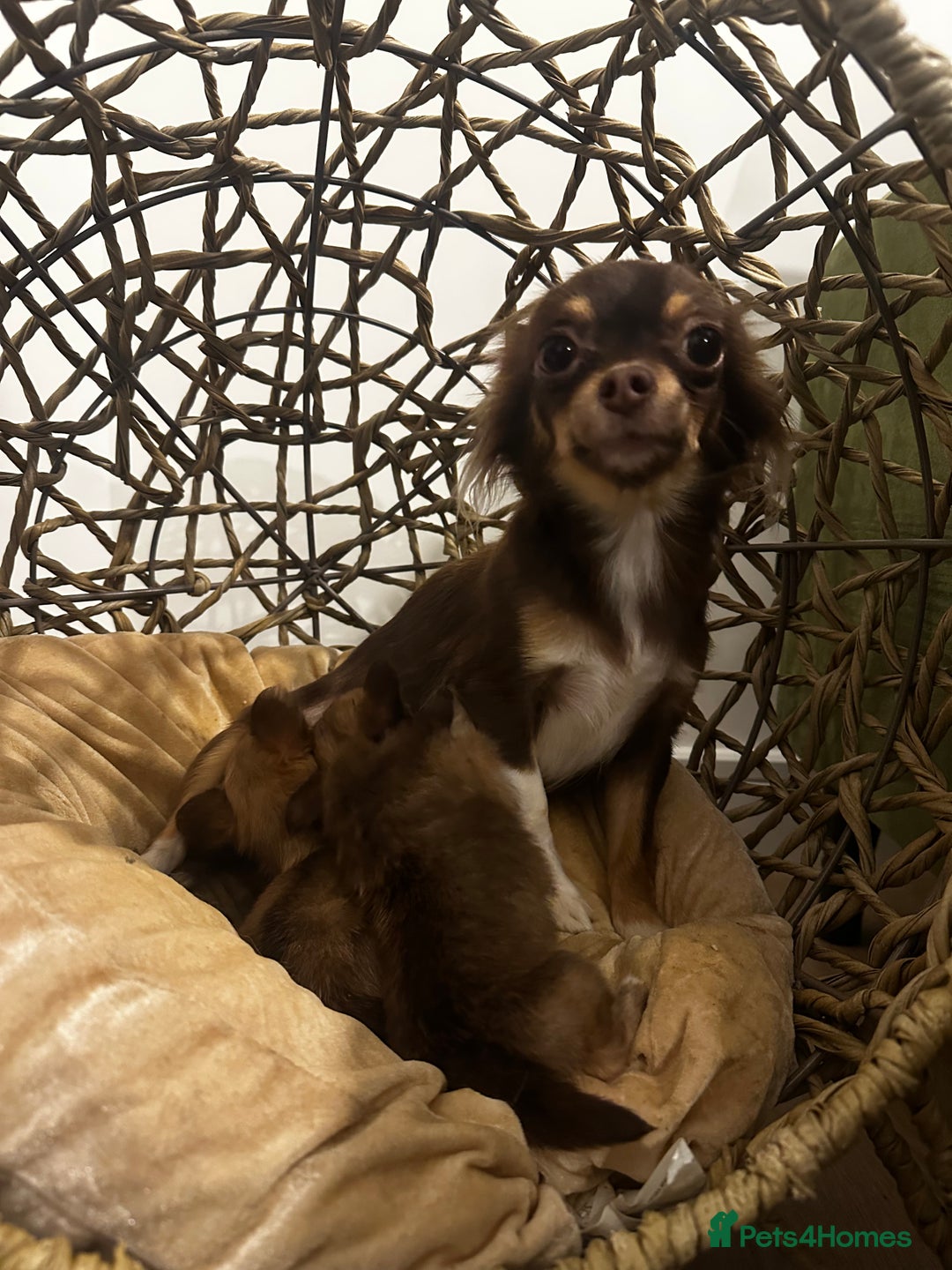 Chihuahua dogs for sale: Two Beautiful Female Chocolate Chihuahua Puppies - Advert 8