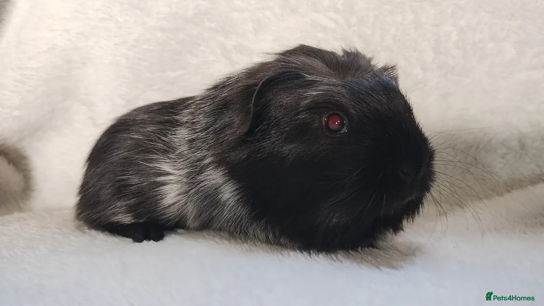 Guinea Pig rodents for sale: Baby cornet sisters guinea pig delivery available - Advert 11