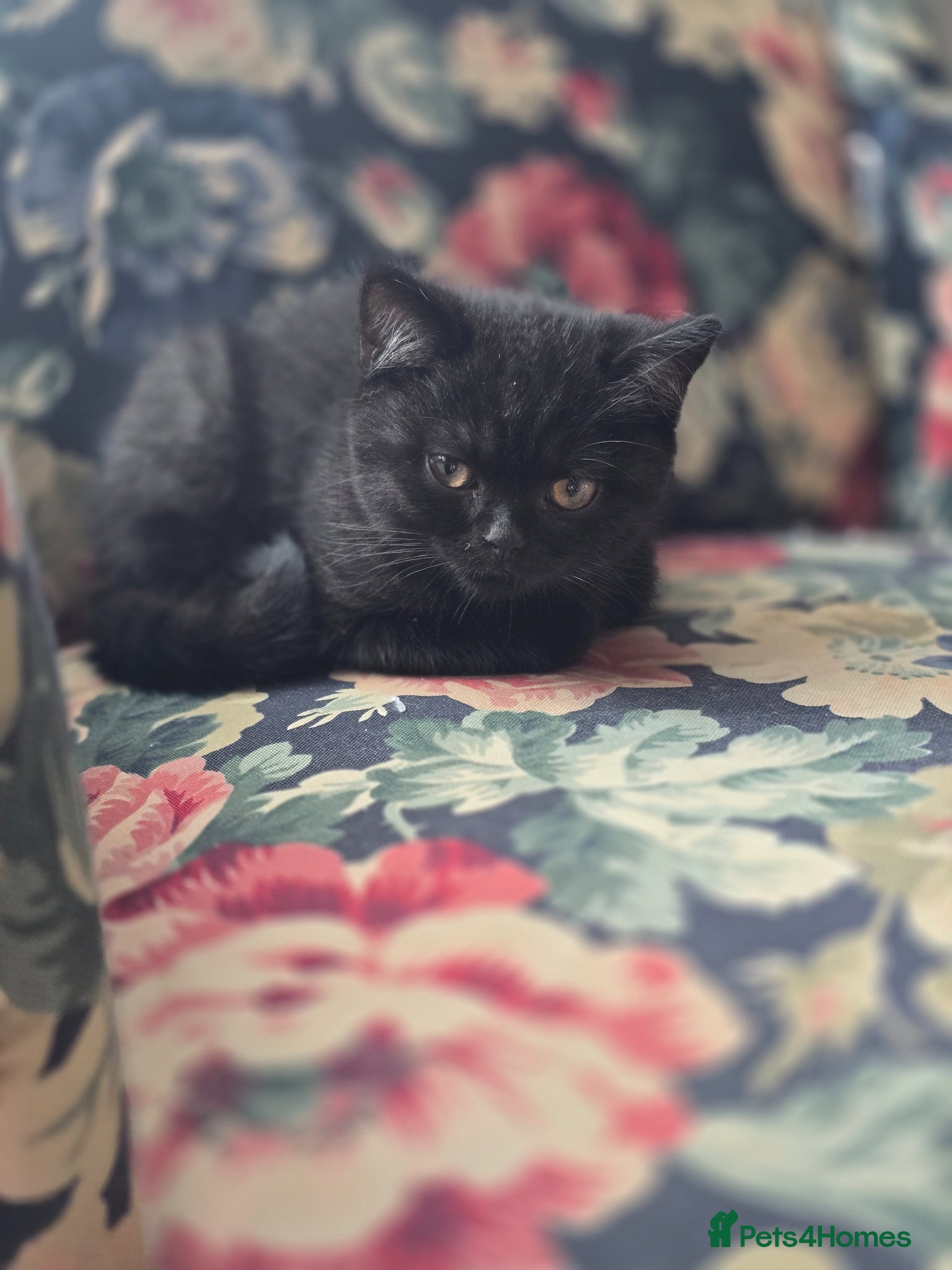 British Shorthair cats Last cute boy looking forever home 🏡 😍 - Advert 14