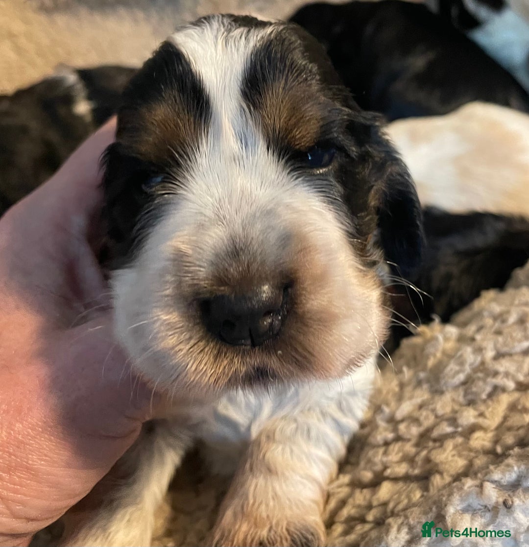 Cocker Spaniel dogs for sale: Cocker Spaniel - Show type - the calm type - Image 9