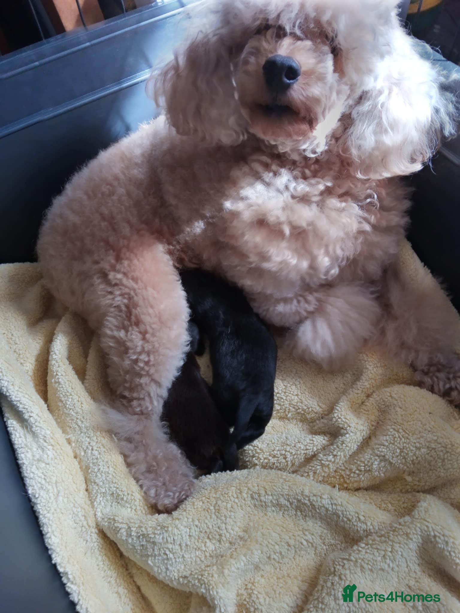 Toy Poodle dogs 🤩Stunning, Intelligent & Cuddly Fur Babies ⭐️😍 - Advert 2
