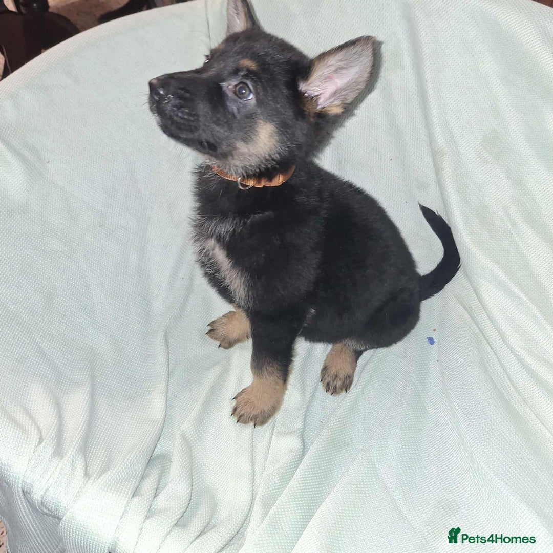 German Shepherd dogs for sale: *Ready Now* Pure Bred German Shepherd Pups - Image 6
