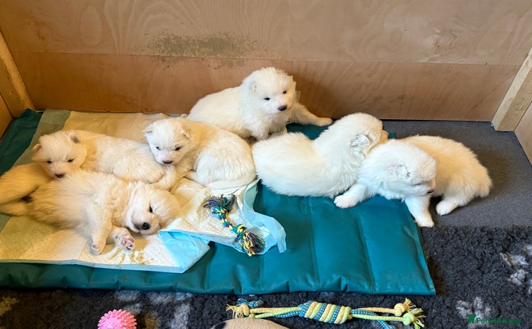 Samoyed dogs - Advert 1
