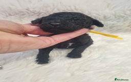 Standard Poodle dogs for sale: Exceptional Health Tested Puppies Due - Advert 32