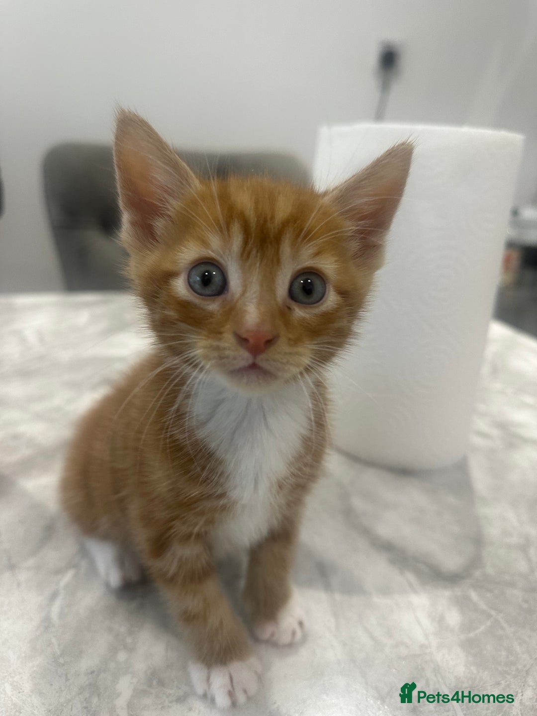 Mixed Breed cats for sale: Cute kittens rehomed only mum left - Advert 7