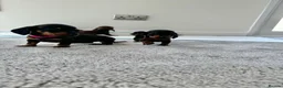 Miniature Dachshund dogs for sale: Miniature dachshund’s from health tested parents - Advert 8