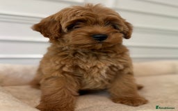 Cavapoo dogs for sale: Cavapoo puppy’s Extensively health tested parents - Image 6