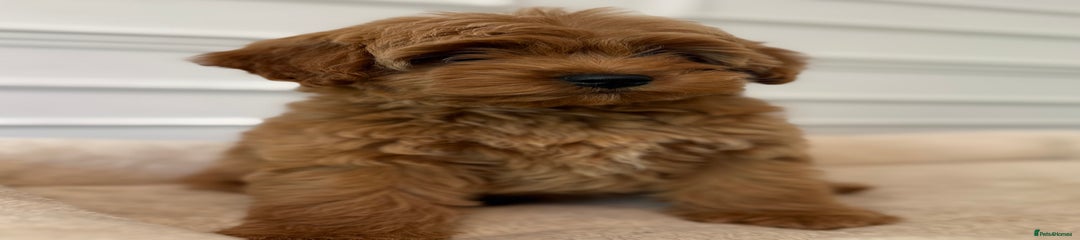 Cavapoo Puppy 3
