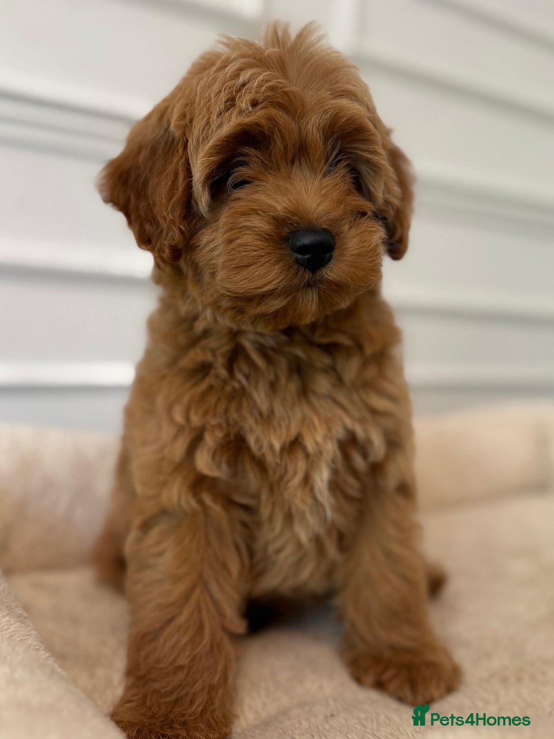 Cavapoo dogs for sale: Cavapoo puppy’s Extensively health tested parents - Image 6