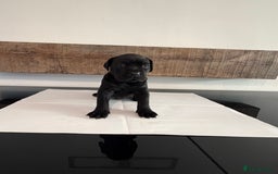 Cane Corso dogs for sale: Purebred Cane Corso Puppies – Exceptional Parent - Image 6