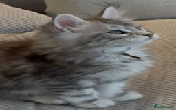 Maine Coon cats for sale: Outstanding pedigree kittens - Image 6