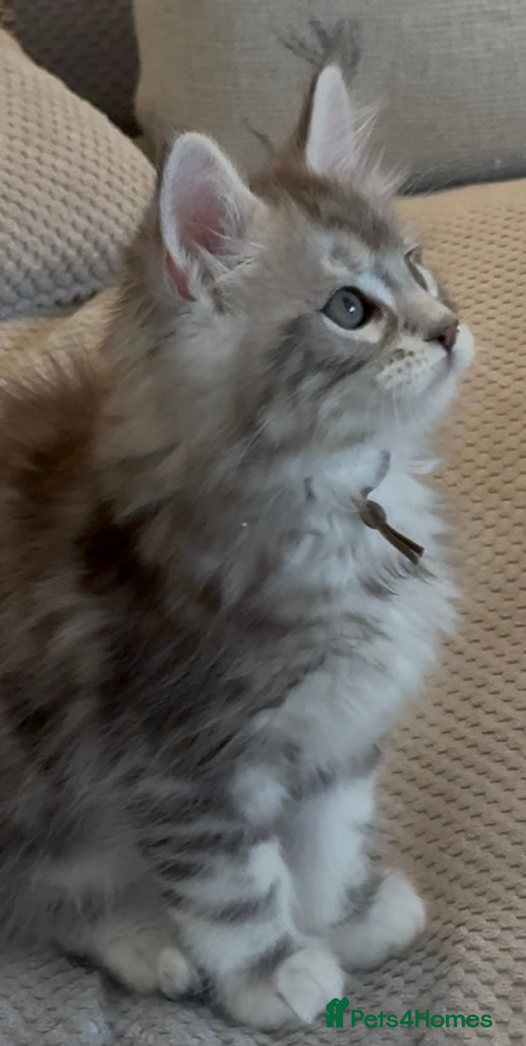 Maine Coon cats for sale: Outstanding pedigree kittens - Image 6