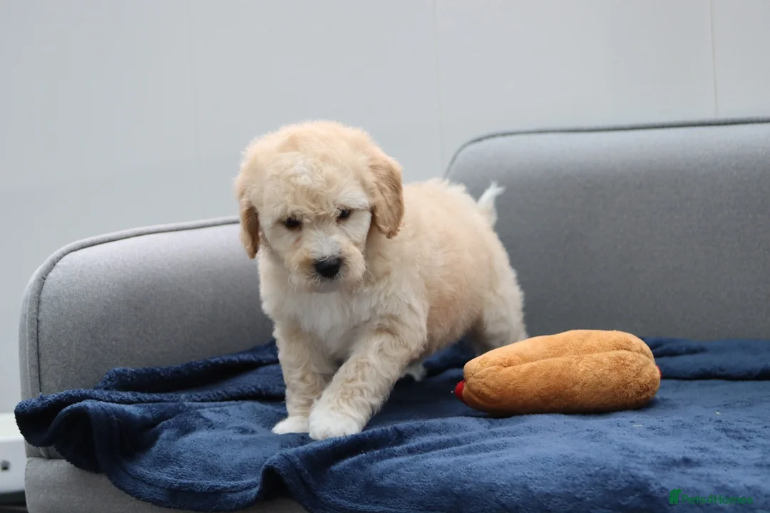 Cavapoochon dogs for sale: Cavapochon puppies for sale - Advert 5