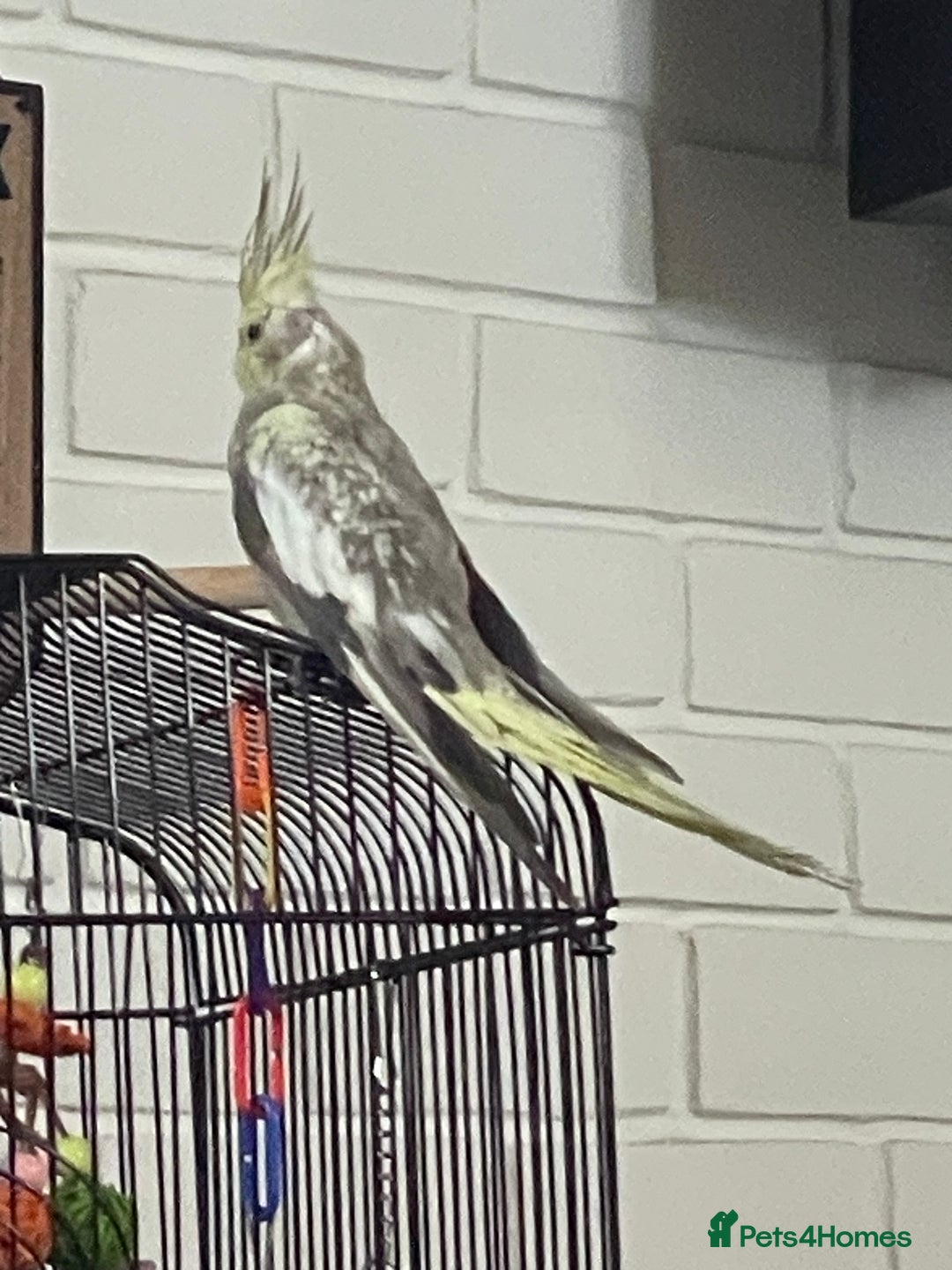 Cockatiels birds for sale: Baby pearl cockatiel hand tame and friendly  - Advert 13