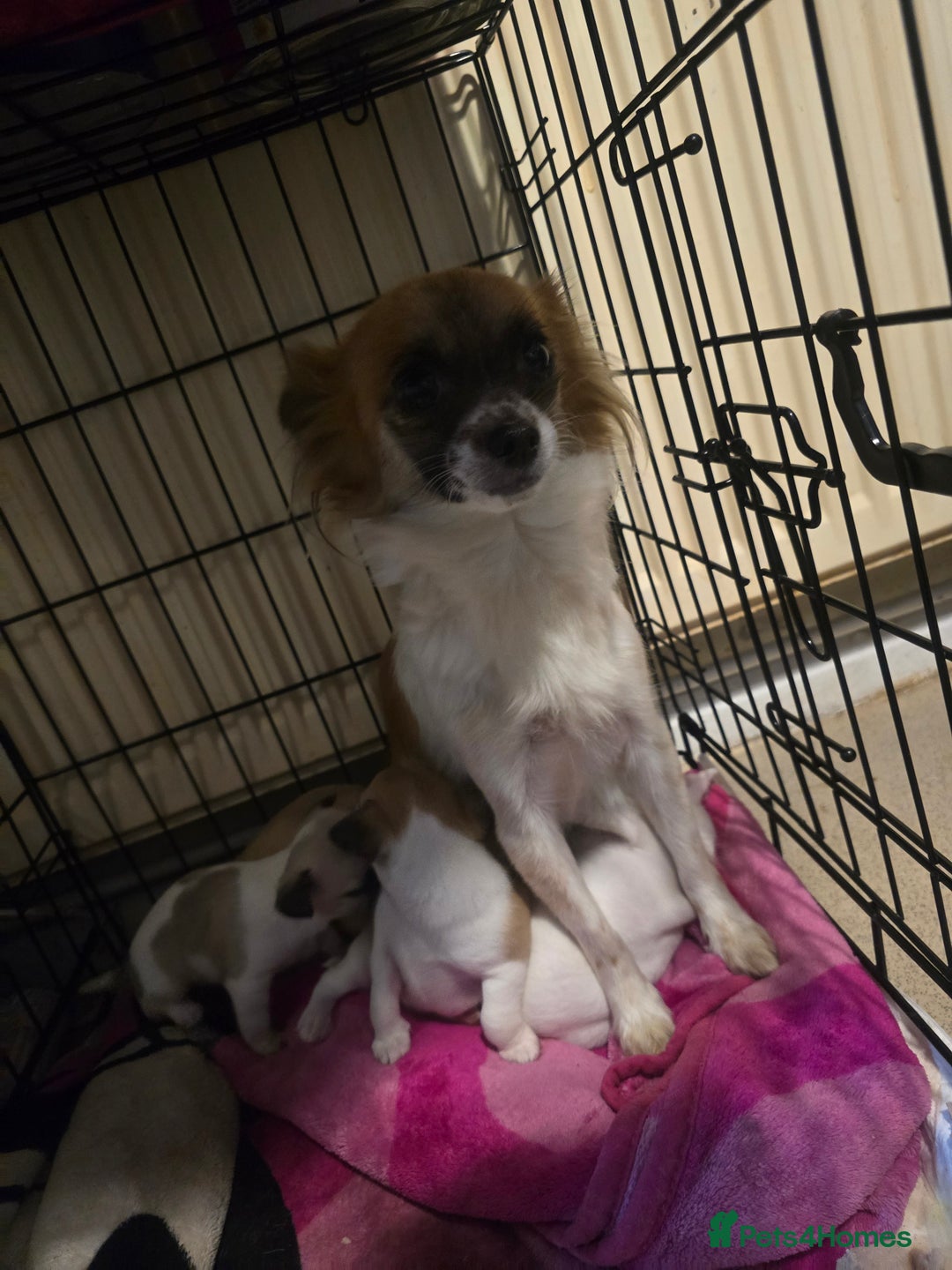 Chihuahua dogs for sale: Chihuahua puppies for sale  - Advert 1