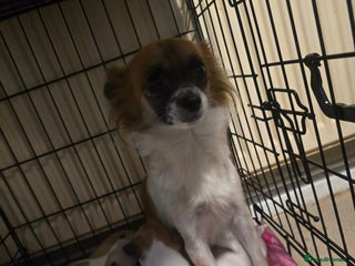 Chihuahua dogs Chihuahua puppies for sale - Advert 4