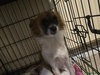 Chihuahua dogs Last baby boy left he a boy chihuahua - Advert 12