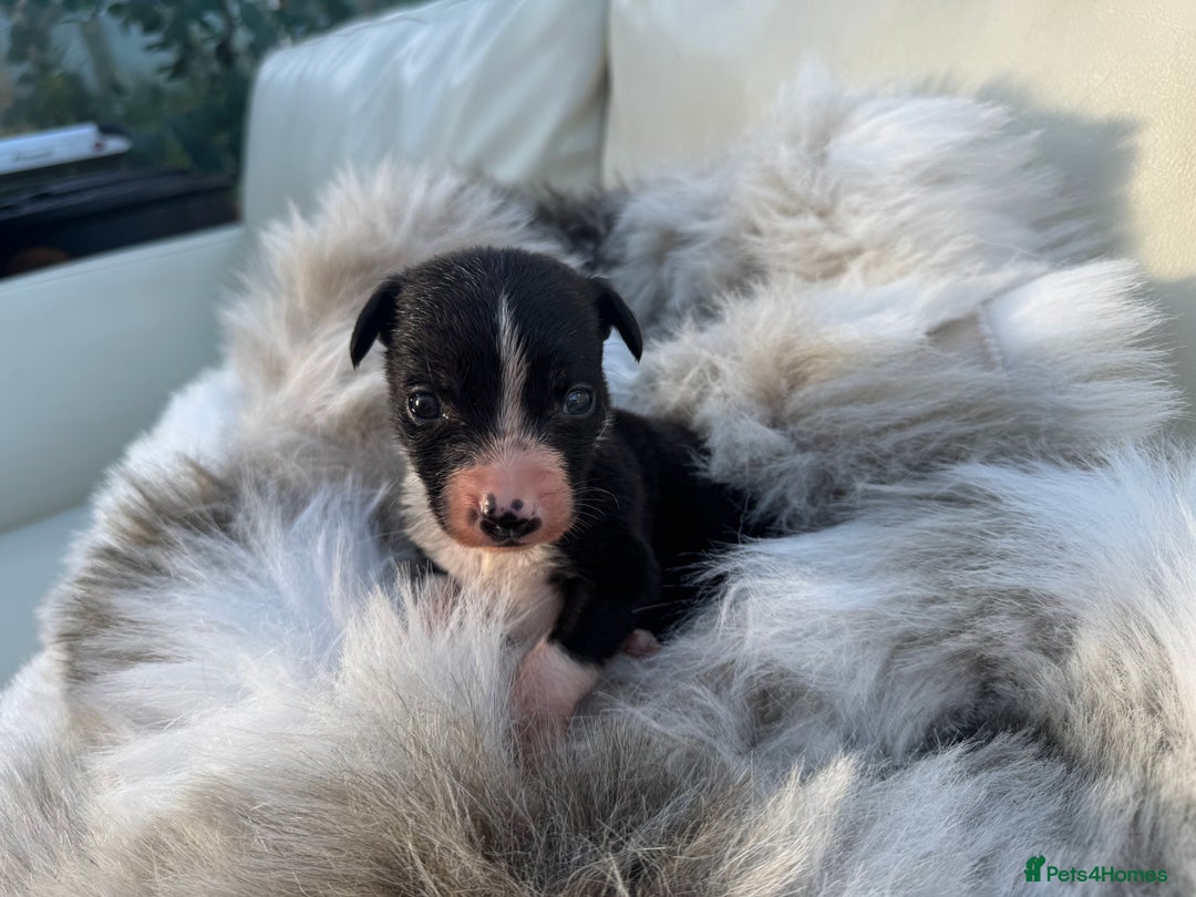 Mixed Breed dogs for sale: 🐾 Beautiful Whippet x Collie Puppies! 🐾 - Image 25