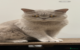 British Shorthair cats for sale: Active Lilac Champion  - Image 1