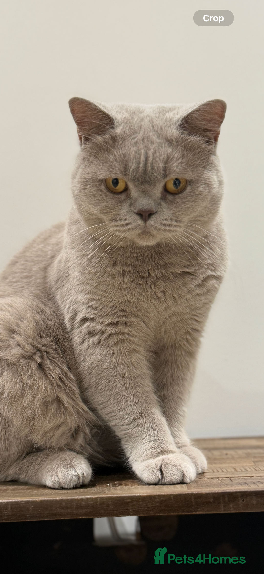 British Shorthair cats for sale: Active Lilac Champion  - Image 1