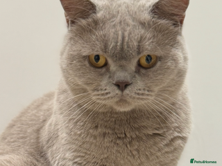 British Shorthair cats - Advert 10