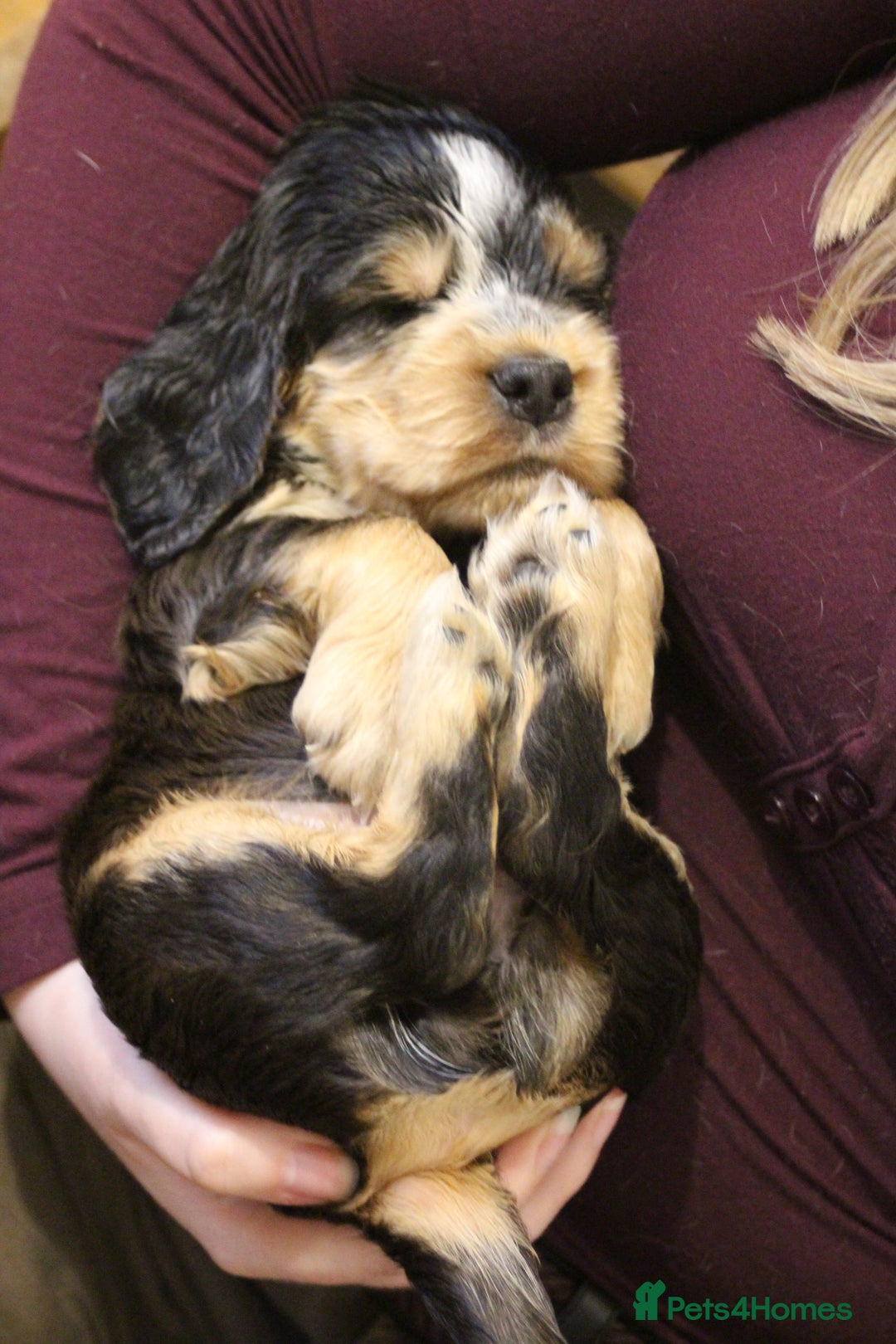 Cocker Spaniel dogs for sale: Beautiful sable show type cocker spaniel puppies - Image 1