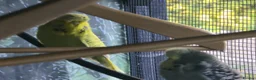 Mixed Breed birds for sale: Mixed aviary birds in Newton Abbot - Advert 5