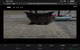 Maine Coon cats for sale: HUGE REDUCTION LAST MAINE COON KITTENS - Advert 12