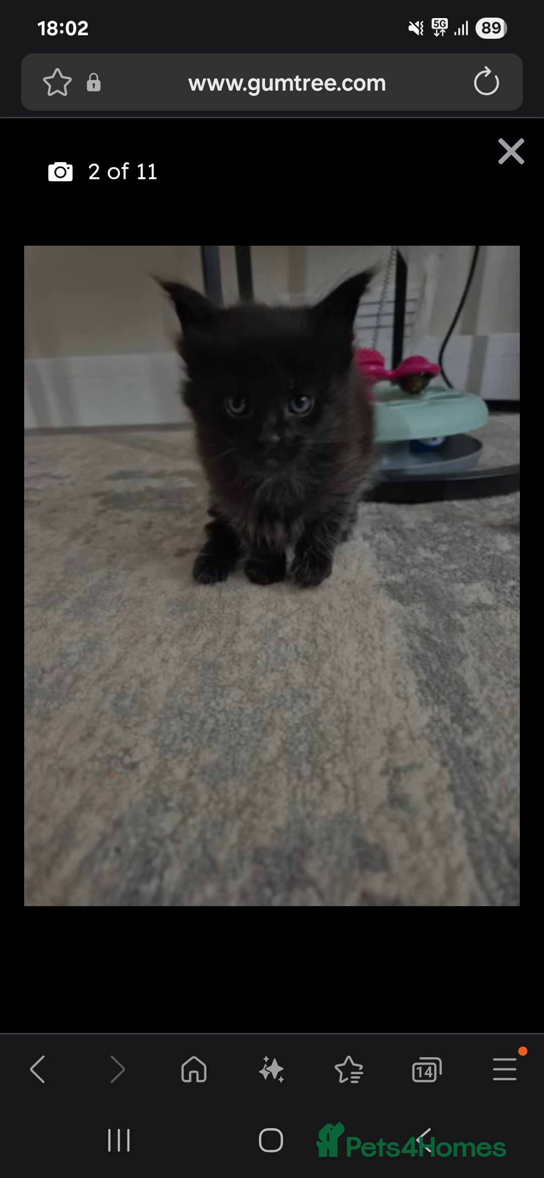 Maine Coon cats for sale: HUGE REDUCTION LAST MAINE COON KITTENS - Advert 12