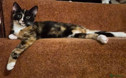 Mixed Breed cats for sale: Five Charming Kittens - Image 16