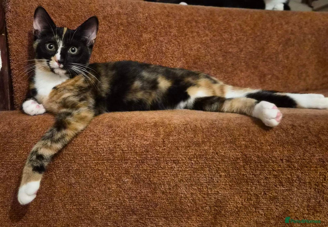 Mixed Breed cats for sale: Five Charming Kittens - Image 16