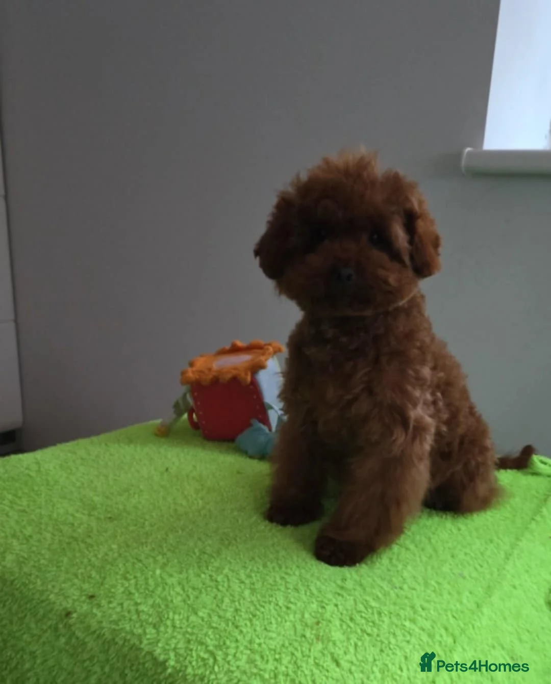 Maltipoo dogs for sale: 6-Month-Old Maltipoo Puppies – Male & Female - Advert 17