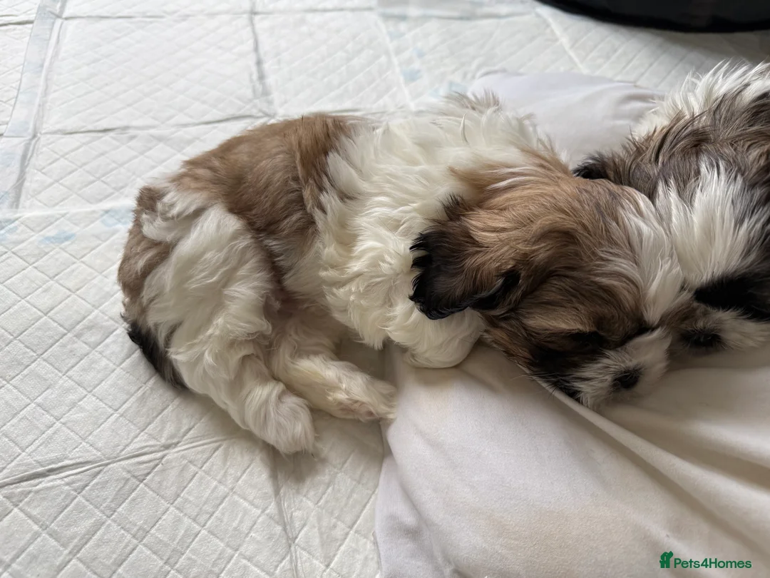 Shih Tzu dogs for sale: Shih Tzu puppies - Advert 4