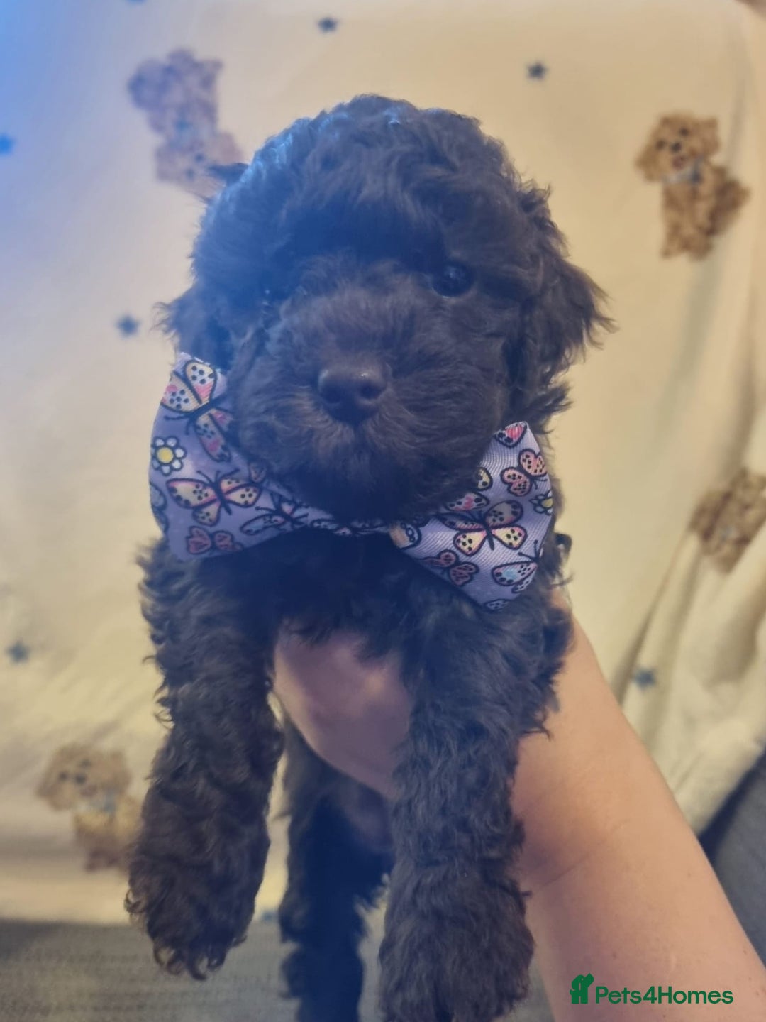 Cockapoo dogs for sale: Health tested F1b Toy / miniature cockapoo puppies - Advert 9