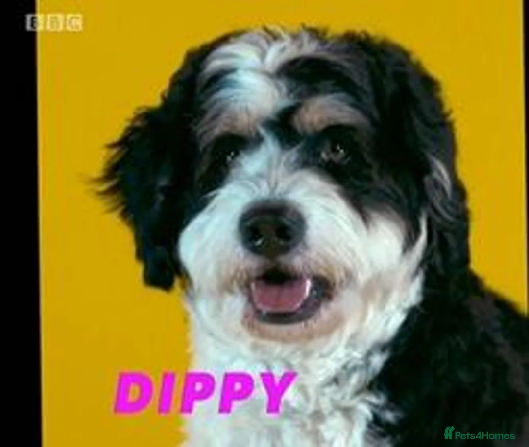 Mixed Breed dogs for stud: PROVEN Pure F1 Miniature Bernedoodle -Stud Offered in Saffron Walden - Advert 3