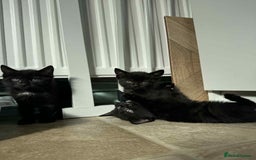 Mixed Breed cats for sale: 3 Black Male and 3 Black Female  - Image 11