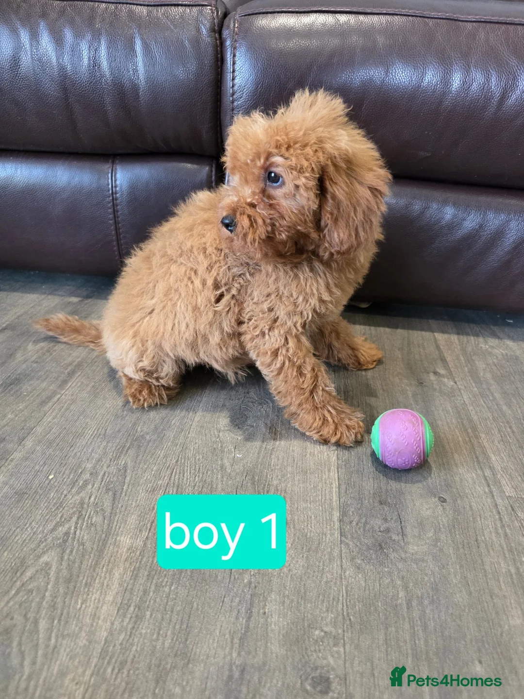 Cavapoo dogs for sale: Adorable F1B Cavapoo puppies for sale  - Advert 2