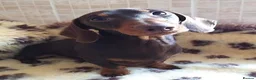 Miniature Dachshund dogs for sale: KC Registered Miniature Dachshund Puppies - Advert 3