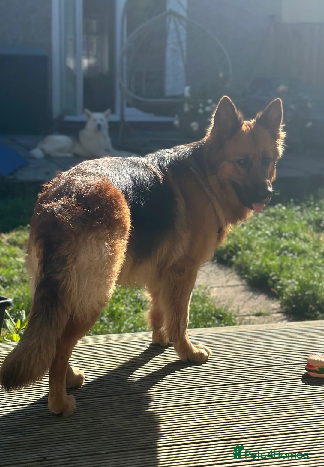 Mixed Breed dogs for sale: German Shepherd X Alaskan Shepherd  - Advert 2