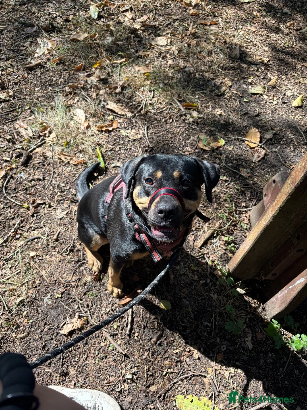 Mixed Breed dogs for sale: Bella needs a good home ASAP - Advert 2