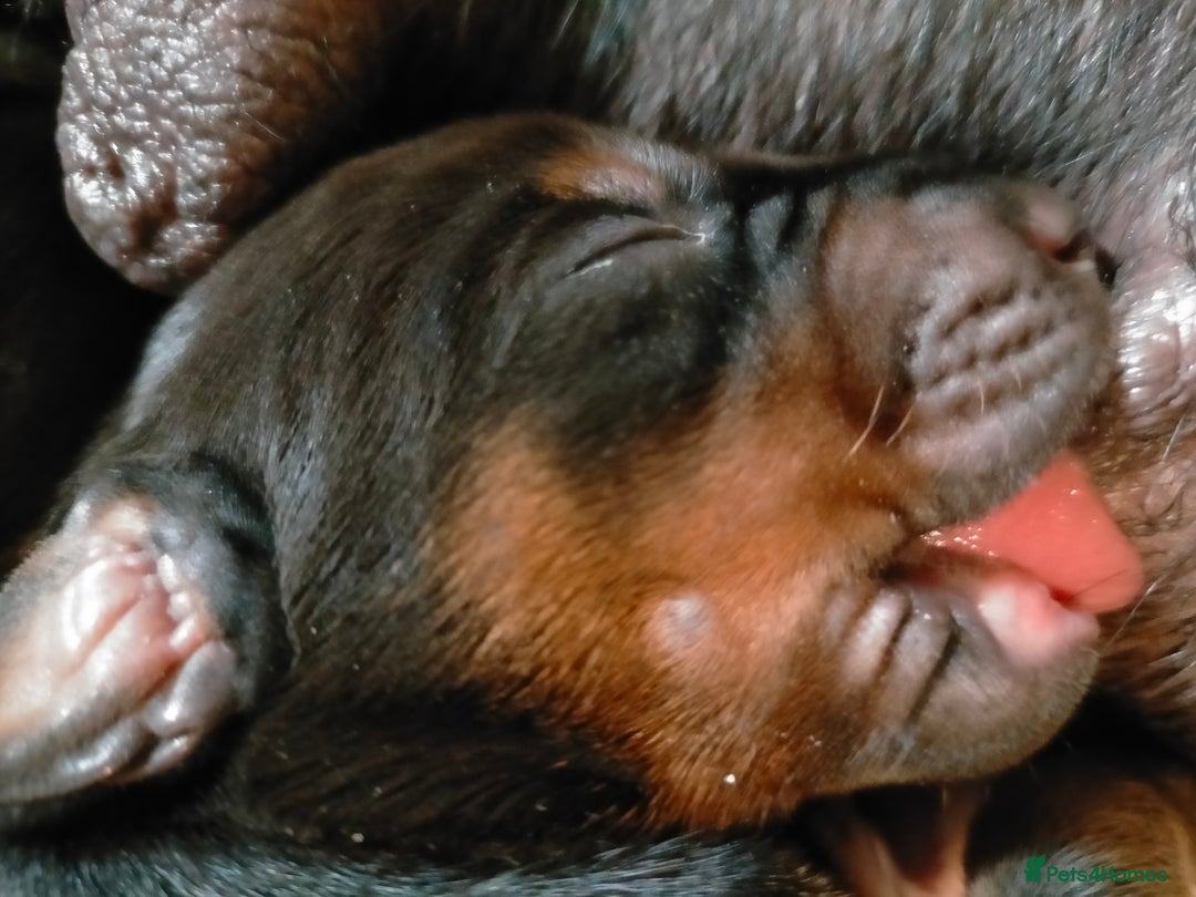 Dobermann dogs for sale: Dobermann puppies - Image 27