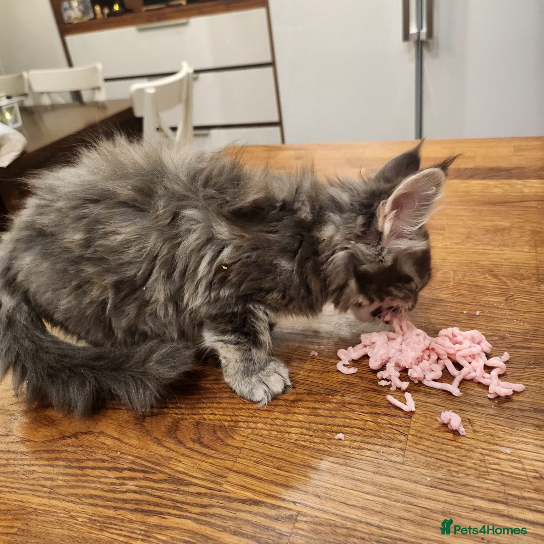 Maine Coon cats for sale: Maine coon purebred pedigre xl active in Barnsley - Image 38