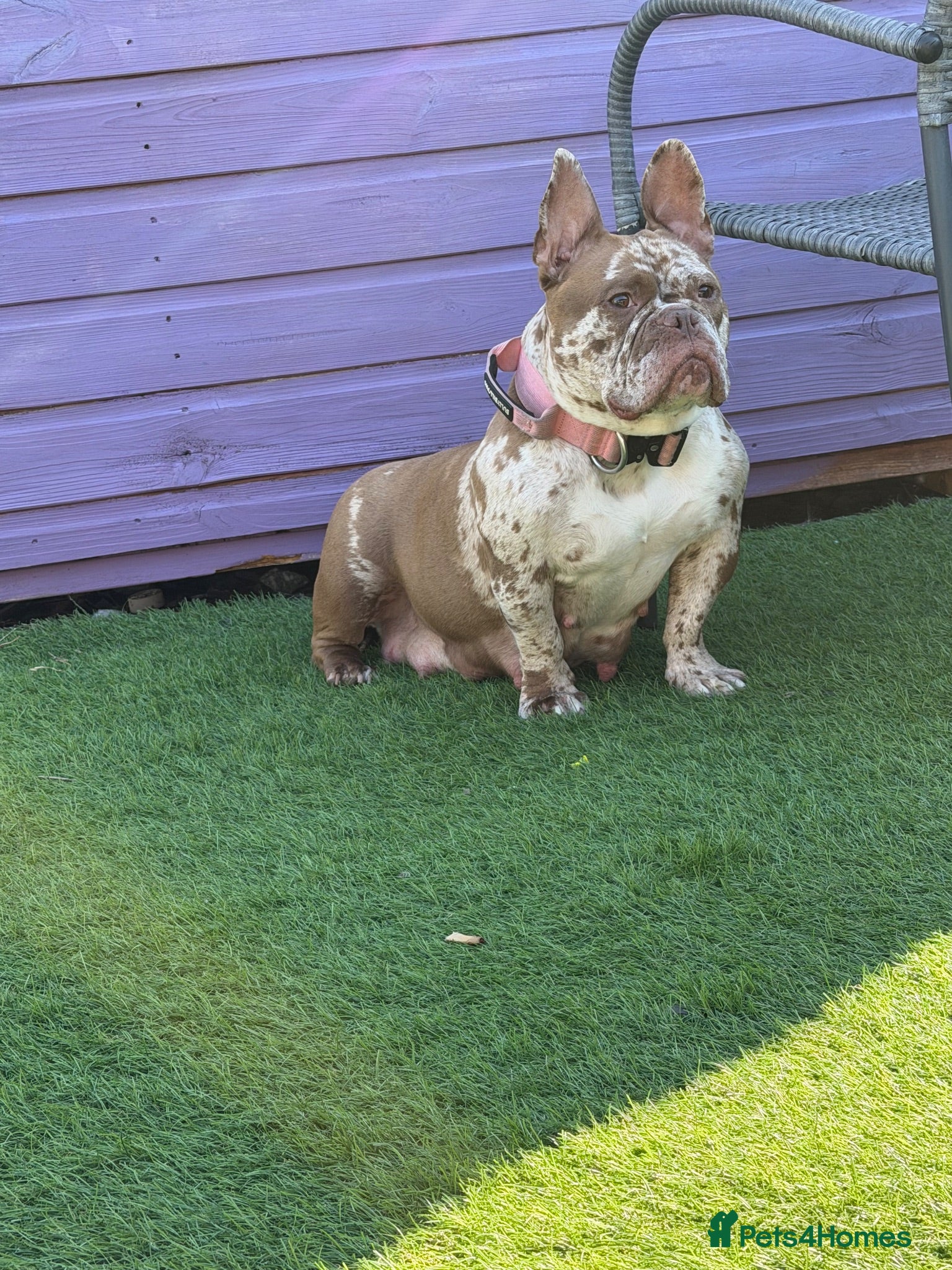 Mixed Breed dogs Full Breed LUXURY EXOTIC MICRO PUPPYS - Advert 9