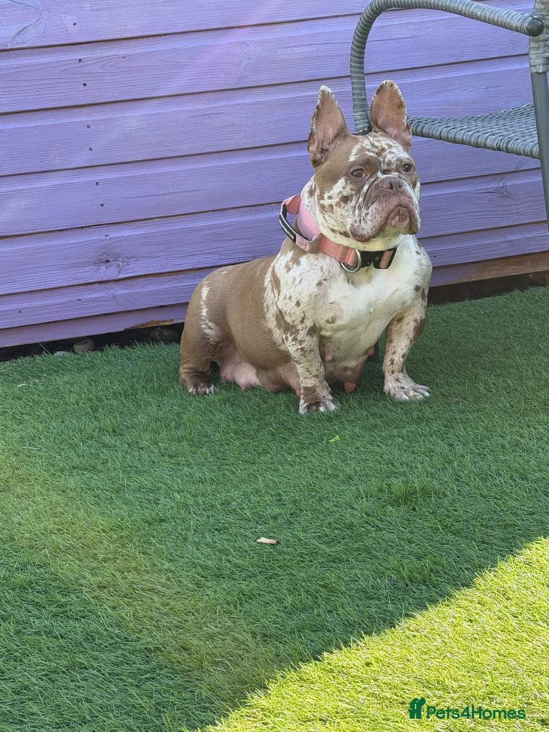 Mixed Breed dogs for sale: Full Breed LUXURY EXOTIC MICRO PUPPYS - Advert 1