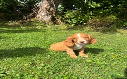 Cocker Spaniel dogs for sale: 4 adorable cocker spaniel puppies needing new home - Image 4