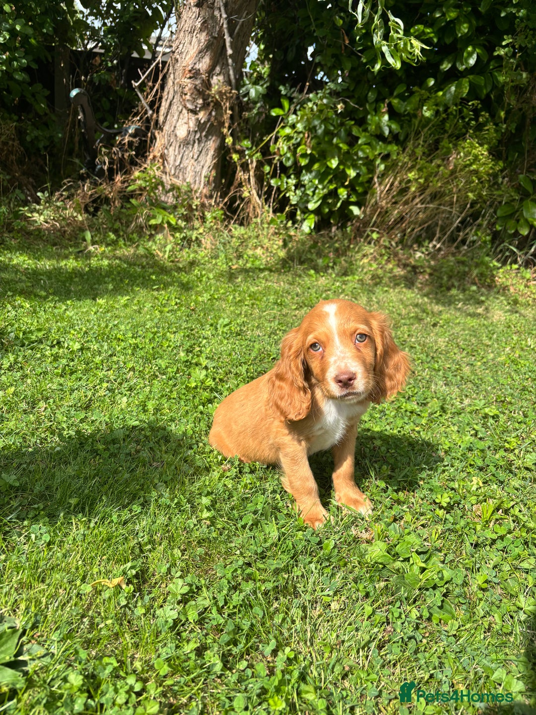 Cocker Spaniel dogs for sale: 4 adorable cocker spaniel puppies needing new home - Image 4