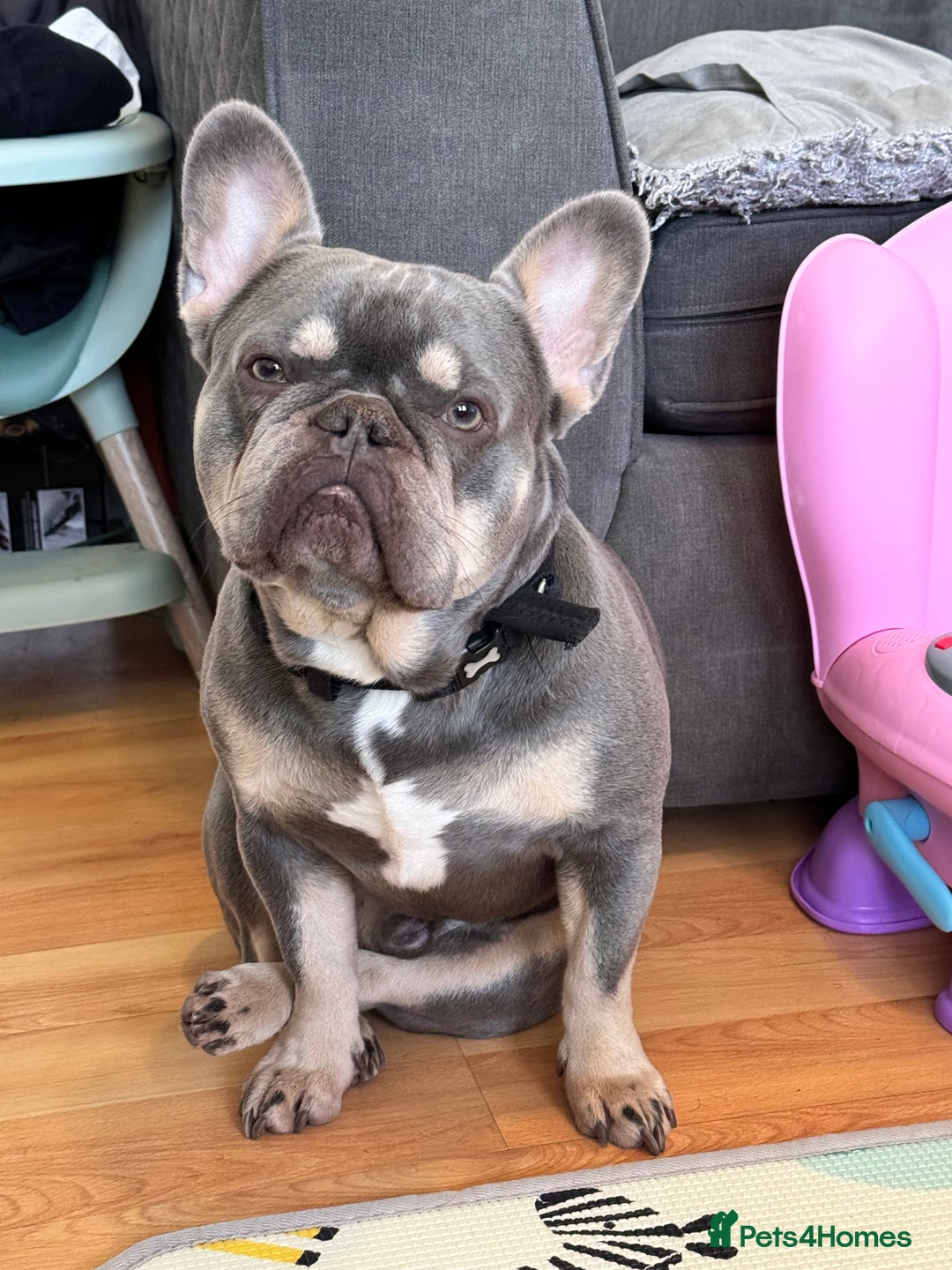 French Bulldog dogs for sale: Say hello to Kobe - Advert 3
